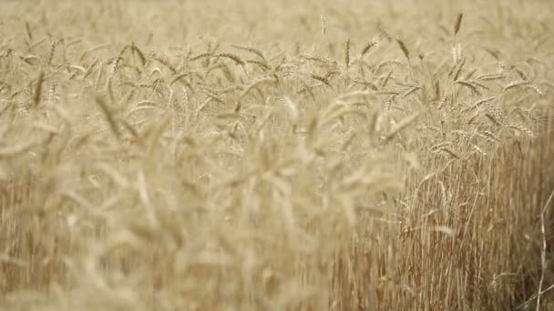 Oreilles jaunes balancement du blé dans le vent, le champ de fond des épis mûrs de blé, Récolte, Blé poussant sur le champ, vidéo, Gros plan, vue latérale — Video