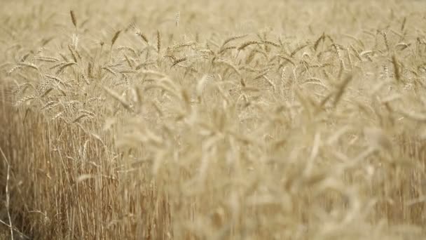 Желтые уши пшеницы раскачиваются на ветру, фоновое поле спелых колосьев пшеницы, Урожай, Пшеница растет на поле, видео, Крупный план, вид сбоку — стоковое видео
