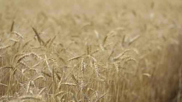 Gele oren tarwe zwaaien in de wind, het veld van de achtergrond van rijpe oren van graan, oogst, tarwe groeien op veld, video, Close-up, zijaanzicht — Stockvideo