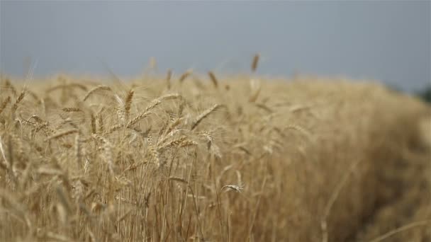 Uszy żółte pszenicy kołysać się na wietrze, tło dziedzinie dojrzałe kłosy pszenicy, żniwa, pszenica rośnie na polu, wideo, zbliżenie, widok z boku — Wideo stockowe