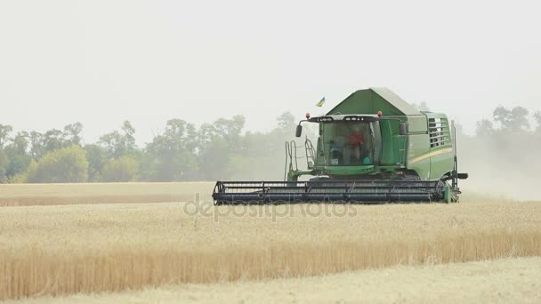 Vista aerea sulle mietitrebbie e trattori che lavorano sul grande campo di grano, Raccoglitore sul campo di grano, Raccoglitore verde che lavora sul campo, Vista dall'alto, il campo di raccolta del grano, aerea, 4k — Video Stock