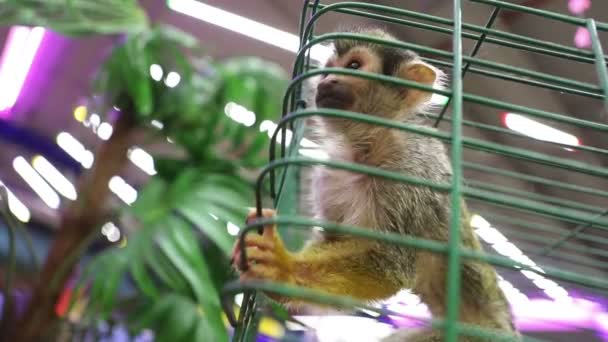 Маленькая счастливая обезьянка в клетке, крупным планом — стоковое видео