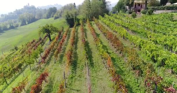 Полет вдоль небольшого виноградника — стоковое видео