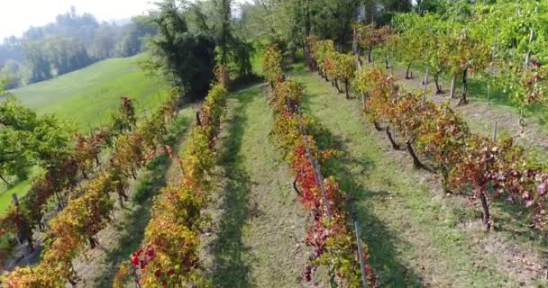 Flight along a small vineyard — Stock Video