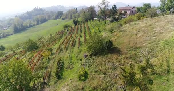 Flug entlang eines kleinen Weinberges aus nächster Nähe, 4k, sonniger Tag — Stockvideo