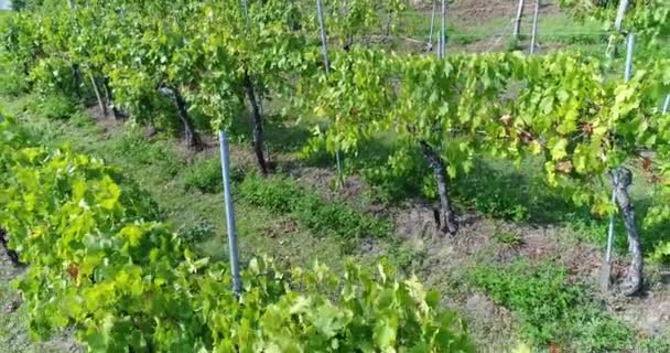 Vol le long d'un petit vignoble close-up, 4K, journée ensoleillée — Video