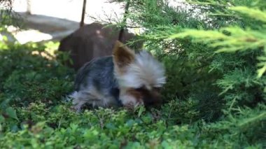 Şirin ve tüylü köpek, çimenlerde oynayan küçük köpek