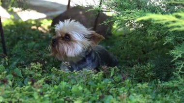 Şirin ve tüylü köpek, çimenlerde oynayan küçük köpek