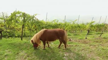 kahverengi midilli grazes bir çayır, çimen, yakın çekim midilli yer