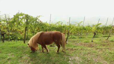 kahverengi midilli grazes bir çayır, çimen, yakın çekim midilli yer
