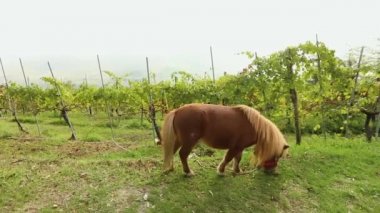 kahverengi midilli grazes bir çayır, çimen, yakın çekim midilli yer