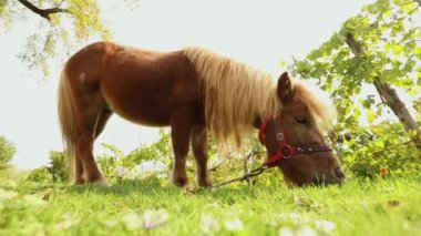 kahverengi küçük at üzerinde bir çayır grazes, küçük at yiyor çimen, yakın çekim, kahverengi midilli