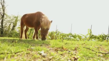 kahverengi küçük at üzerinde bir çayır grazes, küçük at yiyor çimen, yakın çekim, kahverengi midilli