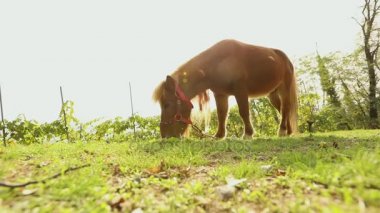 kahverengi küçük at üzerinde bir çayır grazes, küçük at yiyor çimen, yakın çekim, kahverengi midilli