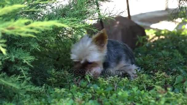 Cão bonito e peludo, Cão pequeno brincando na grama — Vídeo de Stock