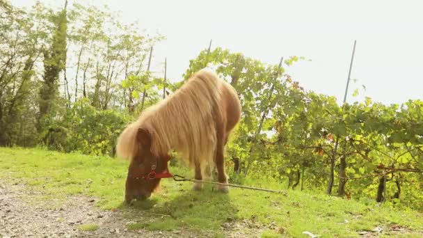 Kucyk brązowy pasie się na łące, kucyk zjada trawę, zbliżenie — Wideo stockowe