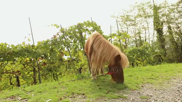 栗毛のポニーは牧草地にかすめる、ポニーを食べる草、クローズ アップ — ストック動画