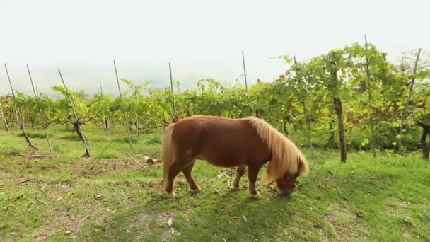 Pônei marrom apanha em um prado, pônei come grama, close-up — Vídeo de Stock