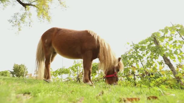 Il piccolo cavallo marrone sfiora su un prato, il piccolo cavallo mangia l'erba, il primo piano, il pony marrone — Video Stock