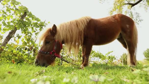 Καφέ μικρό άλογο που βόσκει σε ένα λιβάδι, το μικρό άλογο τρώει χόρτο, γκρο πλαν, καφέ πόνυ — Αρχείο Βίντεο