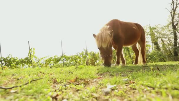 Il piccolo cavallo marrone sfiora su un prato, il piccolo cavallo mangia l'erba, il primo piano, il pony marrone — Video Stock