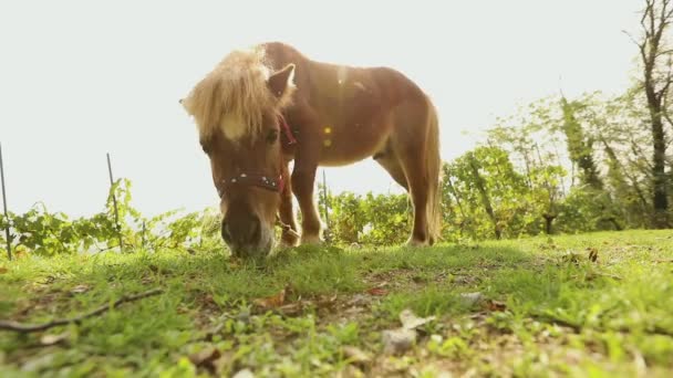 Barna kis ló horzsolások egy réten, a kis ló eszik fű, közelkép, barna póni — Stock videók