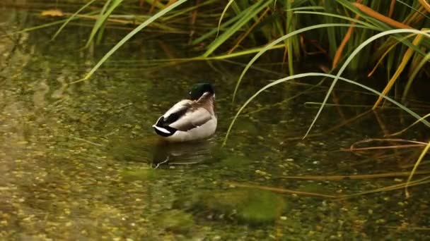 Eine Wildente im Teich, ein Teich mit Wildenten im Stadtpark, Enten im Wasser des Sees, Erpel, Nahaufnahme — Stockvideo