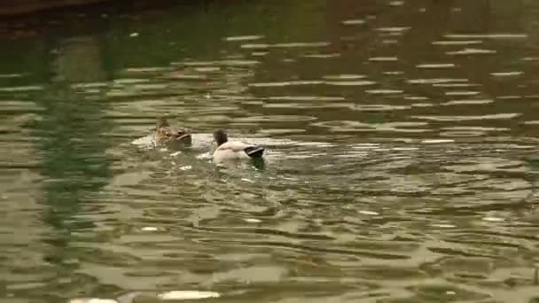 Wildenten in einem Teich, ein Teich mit Wildenten im Stadtpark — Stockvideo