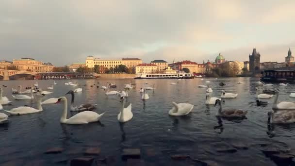 Kuğular kuğular Prag, panoramik, geniş açı, tarihi kent merkezine ve Prag'da Vltava Nehri Charles Köprüsü manzarasına Vltava Nehri üzerinde — Stok video