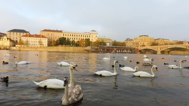 Cisnes en el río Moldava, Cisnes en Praga, vista panorámica, gran angular, vista del casco antiguo y el puente de Carlos a través del río Moldava en Praga — Vídeo de stock