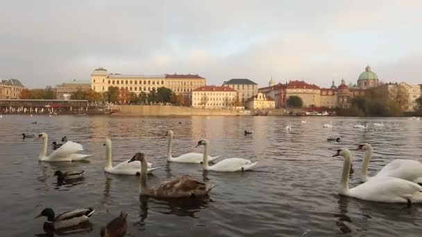 伏尔塔瓦河河上的天鹅, 布拉格的天鹅, 全景, 广角, 在布拉格的伏尔塔瓦河河对面的老镇和查尔斯桥的看法 — 图库视频影像
