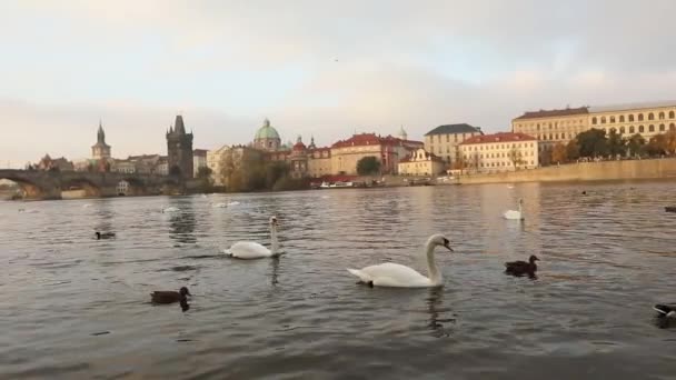 Cisnes en el río Moldava, Cisnes en Praga, vista panorámica, gran angular, vista del casco antiguo y el puente de Carlos a través del río Moldava en Praga — Vídeo de stock