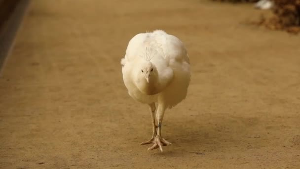 Pavão branco andando no caminho de cascalho no parque — Vídeo de Stock