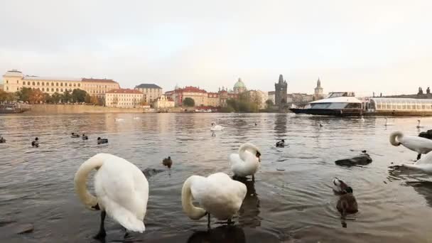 Cisnes en el río Moldava, Cisnes en Praga, vista panorámica, gran angular, vista del casco antiguo y el puente de Carlos a través del río Moldava en Praga — Vídeos de Stock