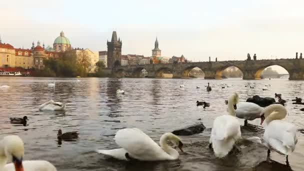 Schwäne auf der Moldau, Schwäne in Prag, Panoramablick, Weitwinkel, Blick auf die Altstadt und Karlsbrücke über die Moldau in Prag — Stockvideo
