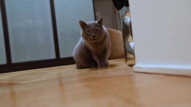 İngiliz kedi Oda, daire gri İngiliz kedi, İskoç kedi yürüyüşler odanın etrafında gizlice koridoru geç kameraya, seyir yakın çekim