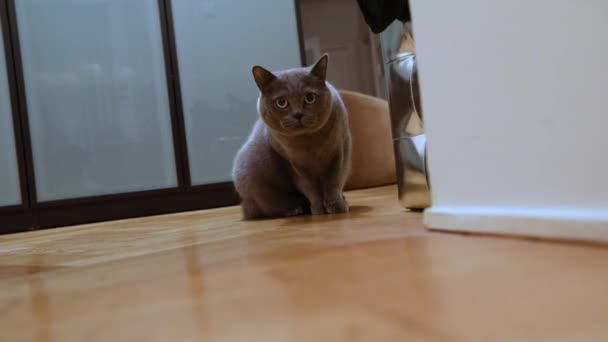 Britse kat in de kamer, de grijze Britse kat in het appartement, de Schotse kat wandelingen rond de kamer, sluipt langs de corridor, kijken naar de camera, close-up — Stockvideo