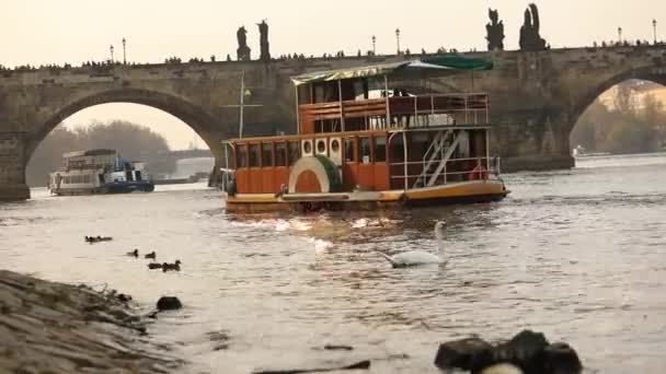 天鹅在伏尔塔瓦河河, 天鹅在布拉格, 游览小船漂浮在伏尔塔瓦河河, 看法老查尔斯桥梁在布拉格, 2017年10月17日 — 图库视频影像