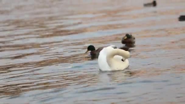 ブルタヴァ川の上の白鳥、白鳥、プラハのパノラマ ビュー、広角、旧市街やカレル橋プラハを流れるヴルタヴァ川のビュー — ストック動画