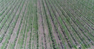 Bir görünümü ağaçlar ağaç Fidan, bir bahçe Merkezi, genç elma Bahçe alanında, ağaç fidan genç elma bahçesinde 4 k, hava satırlarının uçan hava, fidan