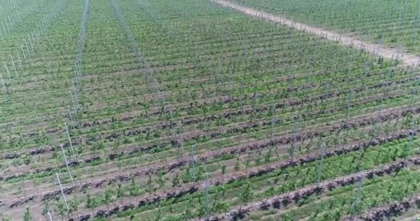 Een weergave van de zaailingen van bomen uit de lucht, vliegen over de boom zaailingen, een tuincentrum, een tuin van de jonge apple op het veld, rijen van boom aanplant in de tuin van de jonge appel, 4k, luchtfoto — Stockvideo