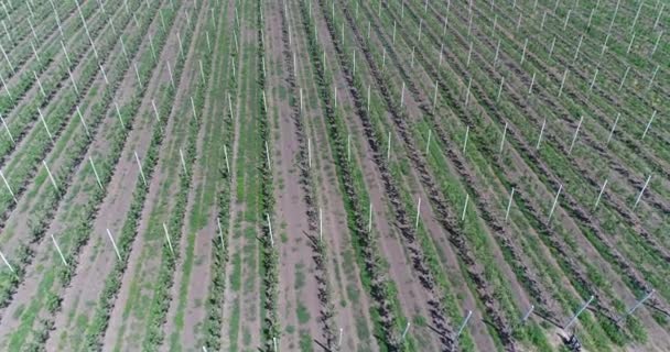 A view of the seedlings of trees from the air, flying over tree seedlings, a garden center, a young apple garden on the field, Rows of tree saplings in the Young apple garden, 4k, aerial — Stock Video