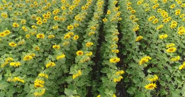 Girasol en el campo, Vista aérea, A lo largo de las filas, vuelo, vista desde arriba, un montón de plantas, movimiento — Vídeo de stock