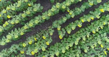 Ayçiçeği alanında, satırları, uçuş, yukarıdan görünüm, bitkiler, hareket bir sürü boyunca havadan görünümü