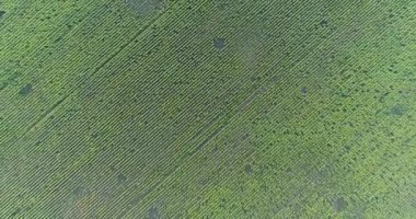 Alan, havadan görünümü, satır, uçak, 4k video, yukarıdan görünüm, hareket, bir sürü bitkiler, artış, kaldırma, yükseklik, iniş, hareket boyunca yaz aylarında ayçiçeği alan ayçiçeği