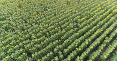 Alan, havadan görünümü, satır, uçak, 4k video, yukarıdan görünüm, hareket, bir sürü bitkiler, artış, kaldırma, yükseklik, iniş, hareket boyunca yaz aylarında ayçiçeği alan ayçiçeği