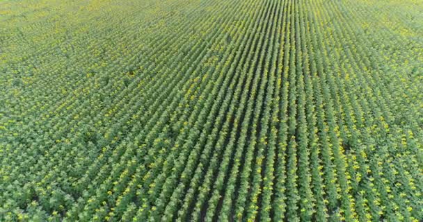 Sunflower on the field, Aerial view, sunflower field in summer, Along the rows, flight, 4K video, view from above, motion, a lot of plants, rise, lifting, height, descent, movement — Stock Video