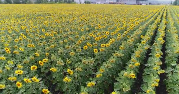 Sonnenblume auf dem Feld, Luftaufnahme, entlang der Reihen, Flug, Blick von oben, viele Pflanzen, Bewegung — Stockvideo