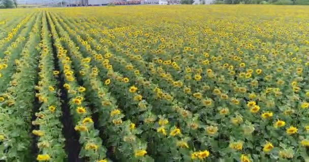 Tournesol sur le terrain, Vue aérienne, Le long des rangs, vol, vue d'en haut, beaucoup de plantes, mouvement 