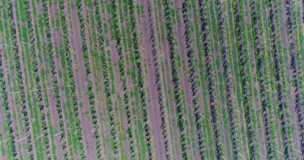 Widok sadzonki drzew z powietrza, latające nad sadzonki drzewa, centrum ogrodnicze, ogród młodych apple na polu, wiersze sadzonki drzew w ogrodzie młodych jabłko, 4k, antenowe — Wideo stockowe